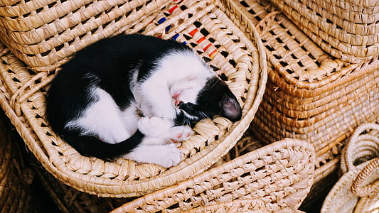 hvit, svart, katten, sover, kattunge, søvn, kjæledyr