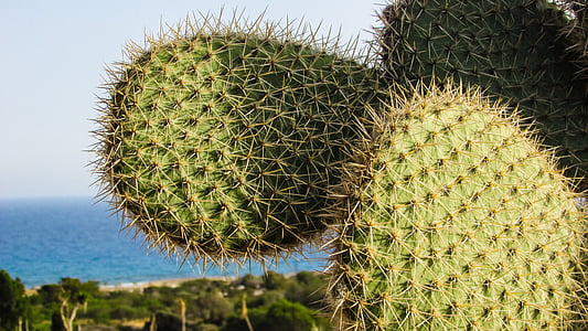 Kypros, Ayia napa, Kaktuspuisto, Cactus, piikkejä, kasvi
