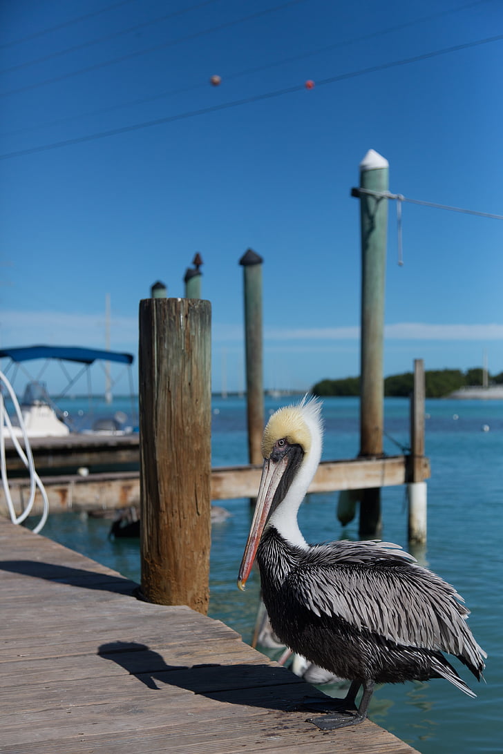 Pelican, Florida, key west, soligt, resmål, resor, vilda djur