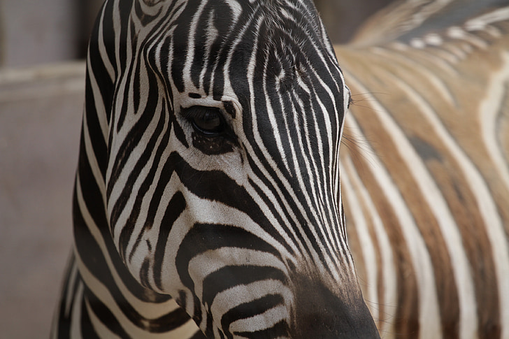 Zebra, szczelnie-do góry, zwierzęta, Afrykańska, Safari, dziki, wzór
