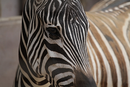 Zebra, närbild, djur, afrikanska, Safari, vilda, mönster