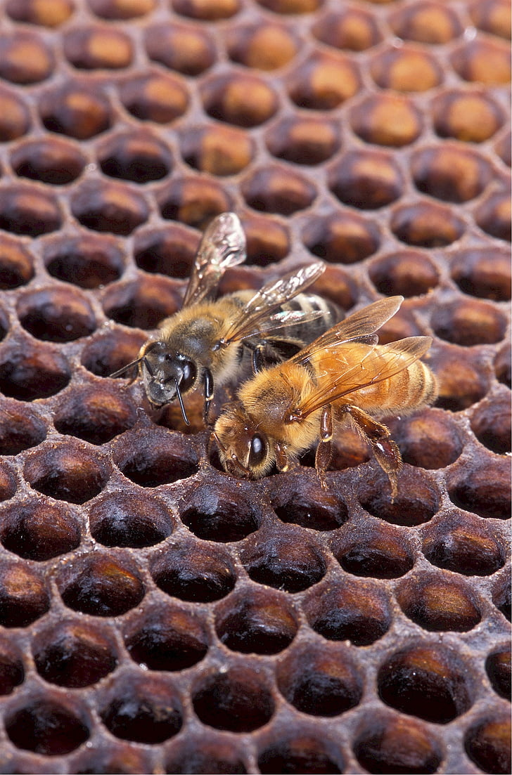 pszczoły miodnej, Afrykańska, Europejski, pszczoły, miód, plaster miodu, owad