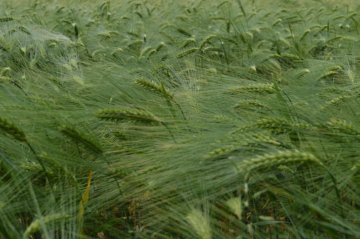 зърно пшеница, пасища, страна, зърно Република, Грийн