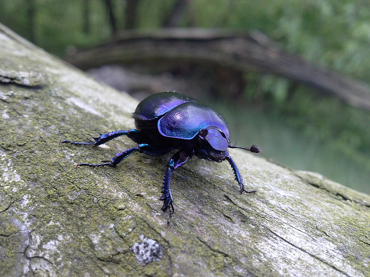 insecte, Beetle, nature, vis sans fin