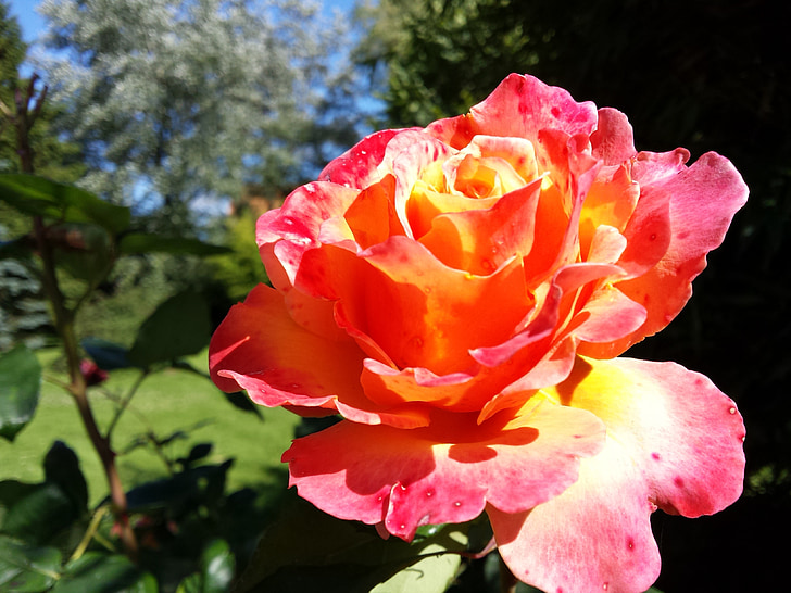 garden, rose, color, gradoent