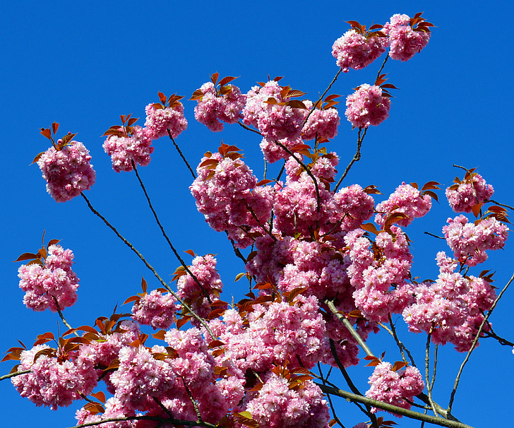 Cherry blossom, træ, forår, blomster, blomstrende træer, natur, Pink