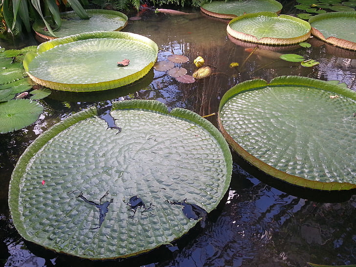 water lily, giant water lily, pond, pond plant, garden, tropical, exceptional