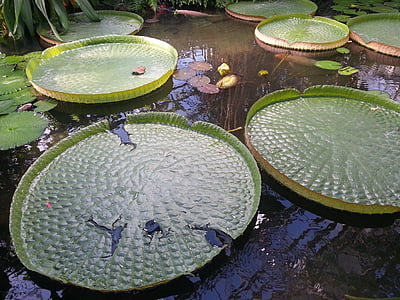 water lily, Giant water lily, Ao, Ao nhà máy, Sân vườn, nhiệt đới, xuất sắc