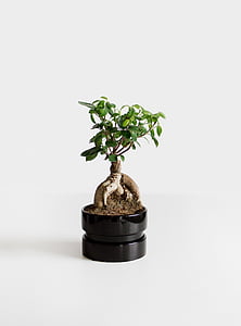 Bonsai, plante, Bäumchen