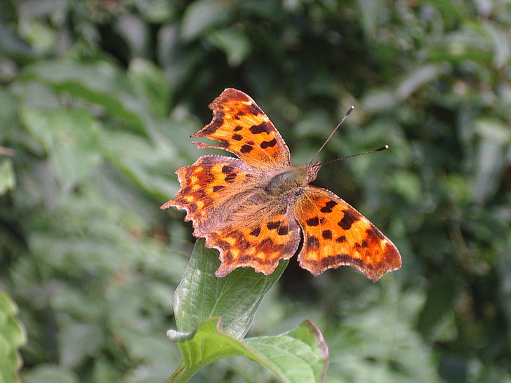 Motyl, Comma butterfly, Natura