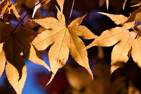 hösten, oskärpa, ljusa, närbild, färg, dagtid, faller