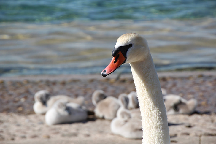 cisne, familia Swan, proyecto de ley