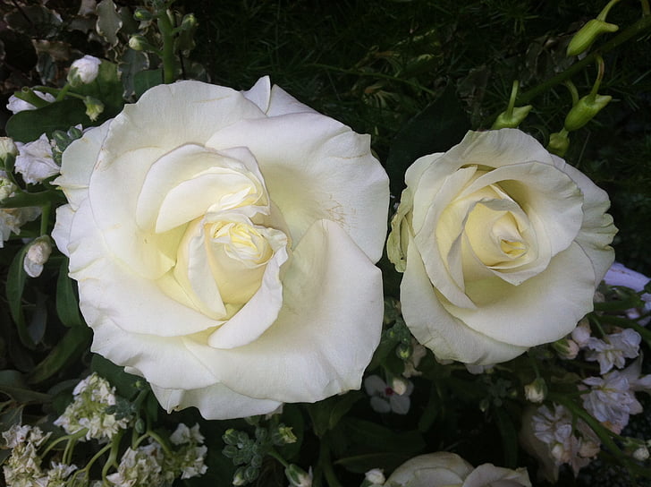 roosid, valge, lilled, Romantika, Armastus, romantiline