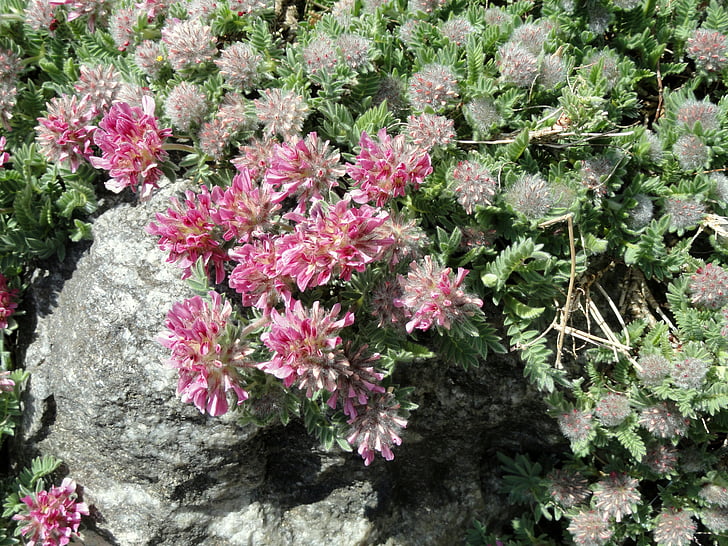 Anthyllis, Montana, subsp, jacquinii, Botanická, vzor, Kodaň