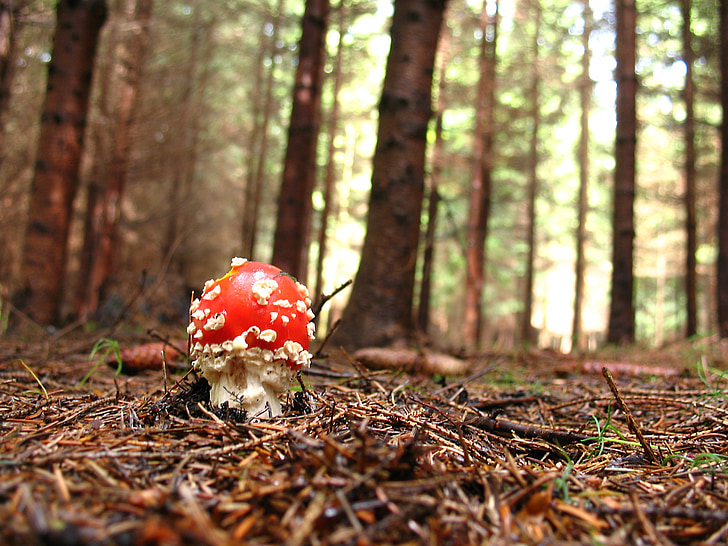 fly agaric, red, forest, nature, toxic, gift, mushroom