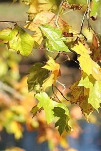listy, jeseň, Sezóna, Forest, strom, drevo, Príroda