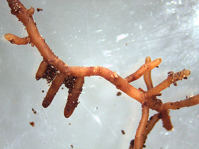 mycorrhiza, ectomycorrhiza, mushroom, root, tree, beech