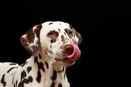 koer, Dalmaatsia koerad, PET, koeratõug, loomade portree, plekid, koera pea