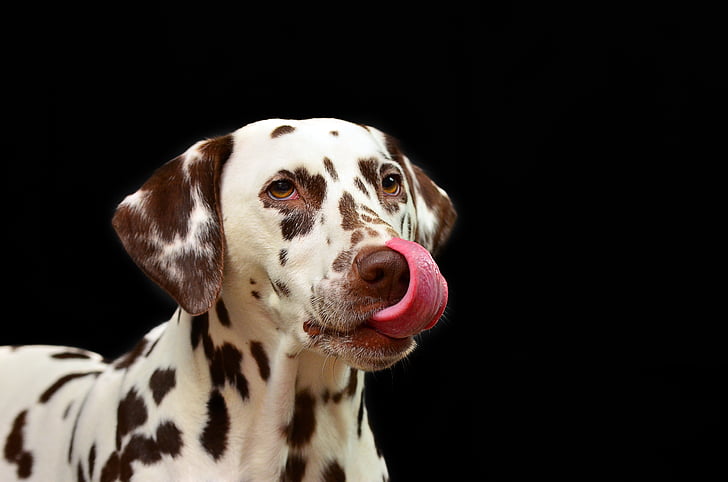 lemon, white, dalmatian, dog, Portrait, Dalmatian dog, black