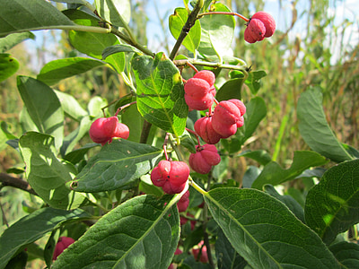 Euonymus europaeus, iğ, Avrupa Milli, ortak iğ, ağaç, meyve, Kırmızı