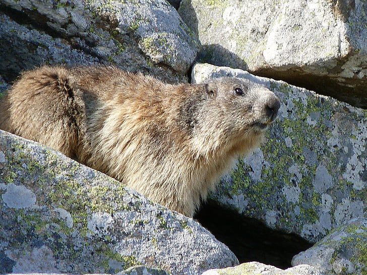 marmot, rodent, herbivore, spring, rocks, alps, watcher