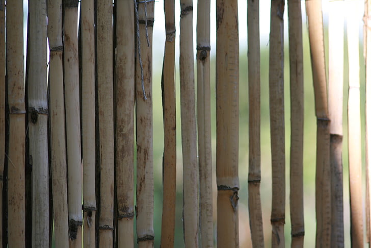 Bambus, gelber Bambus, Halme, Zaun, Bambus-Gewächshaus