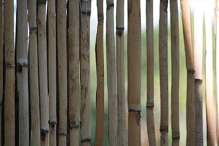 bambu, bambu amarelo, Halme, cerca, estufa de bambu