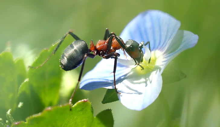 putukate, loodus, Live, Suurendus:, Makro, looma, roheline värv