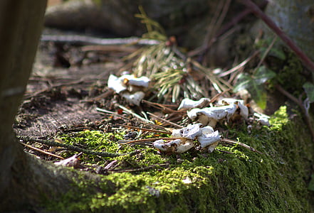 nature, forest, mushroom, tree stump, moss