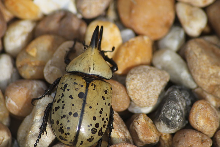 beetle, outdoor, nature, bug, insect, rock, wild