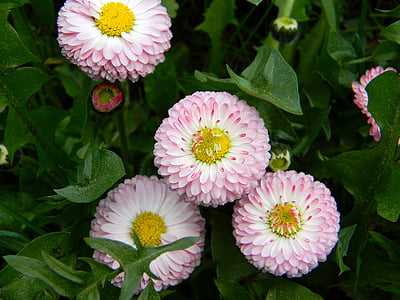 daisy, pink flowers, small flowers, grass, flower bed, botanical, garden flower