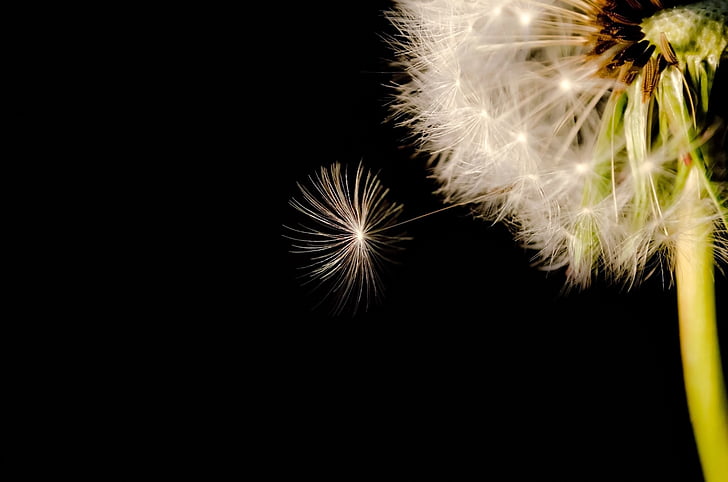 black, seed, dandelion, close-up, white, macro, wind