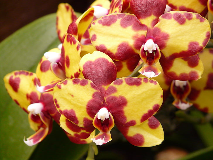 Orchidee, Makrele, gelb, lila, violett, rot, Blume
