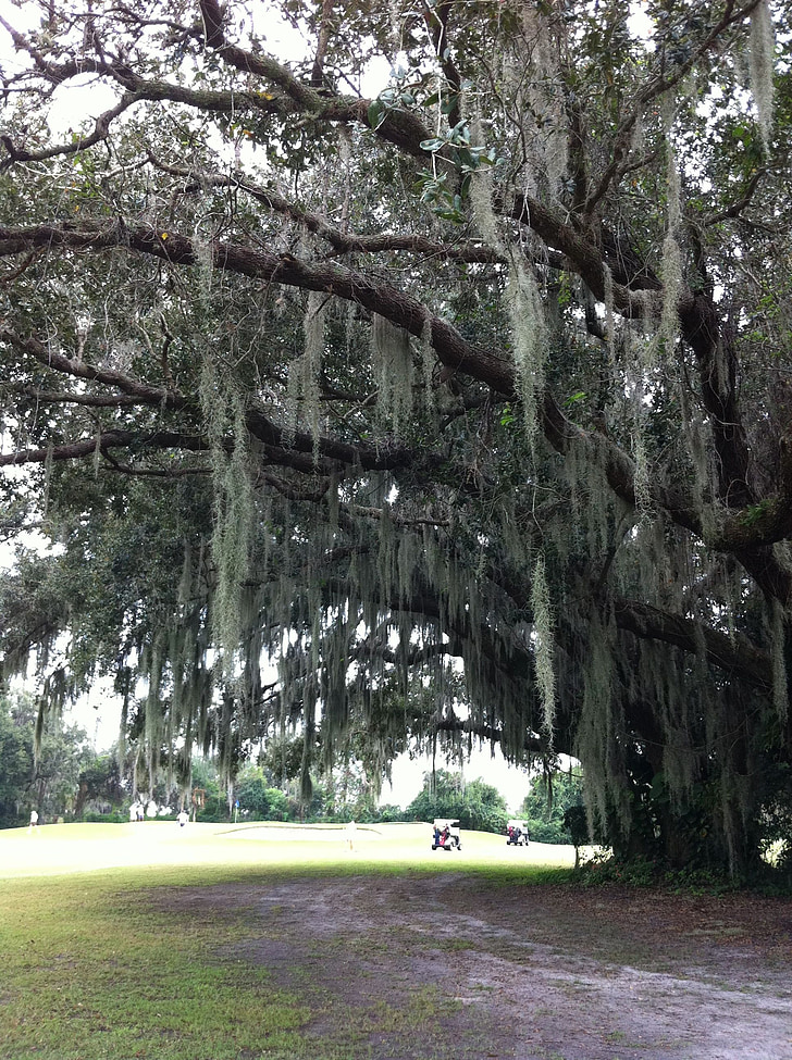 Willow tree, Willow, puu, Park, Florida, Golfkenttä, Luonto