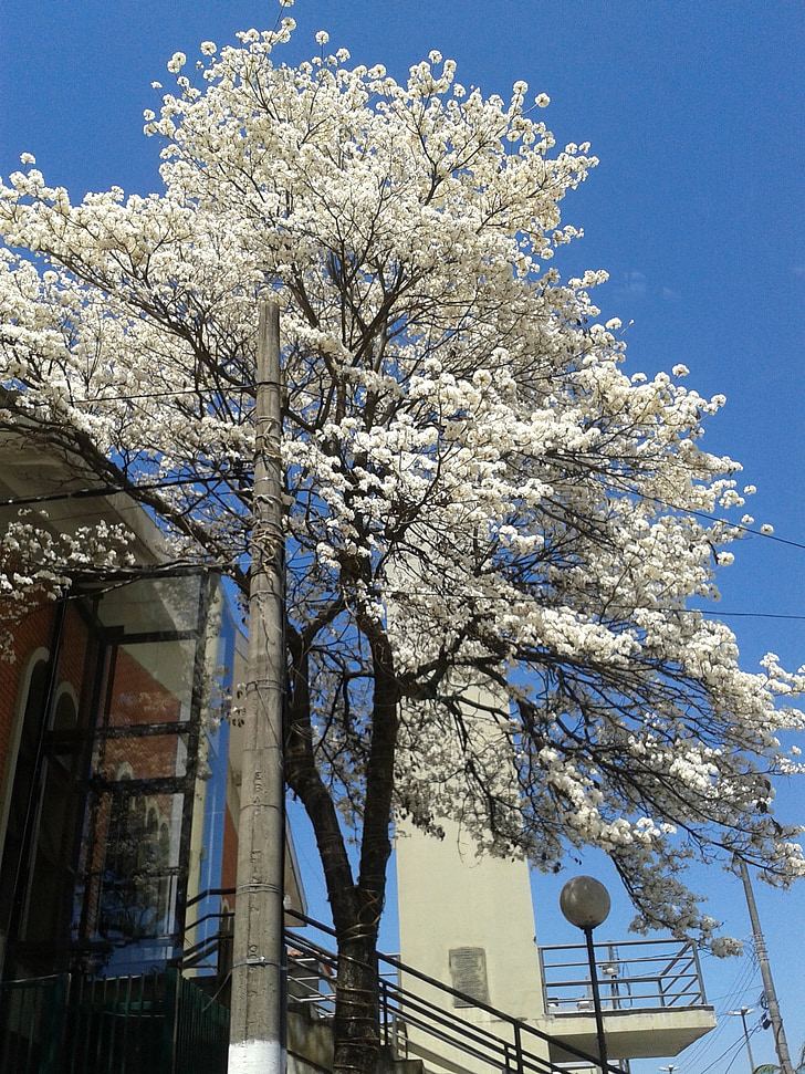 Ipê, білий, дерево, квіти, Весна, Красивий, небо