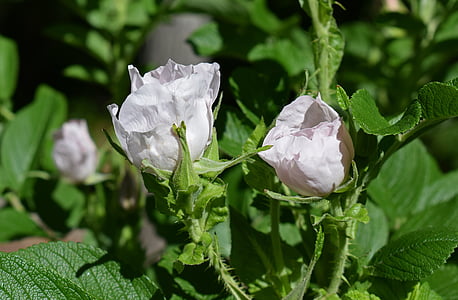 pale pink roses, rugosa rose, flower, blossom, bloom, nature, plant
