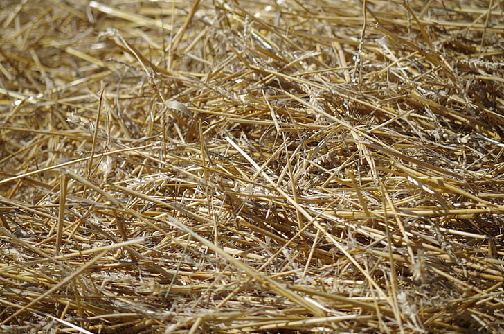 hay, straw, dry