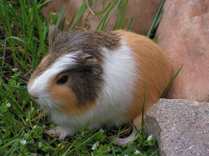 guinea-pig, cub, cute, baldness, rodent, animal, guinea Pig