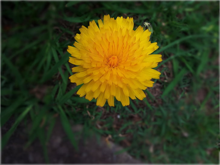 yellow, flower, nature, blossom, plant, green, bloom
