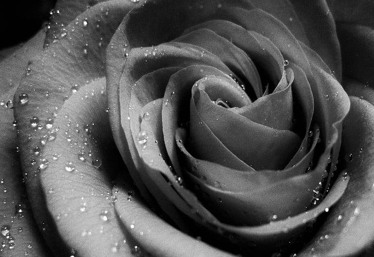 Rose e gotas de água, preto e branco, rosenblüte em preto e branco, levantou-se, flor, flor, flor