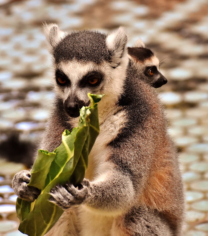 monkey, lemur, eat, mother, child, cute, zoo