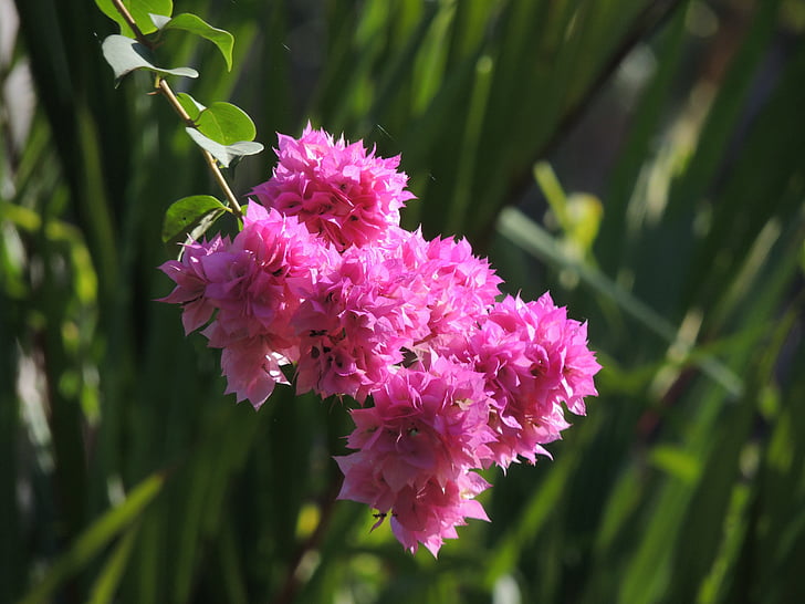 bougainvillea, flower, pink, nature, flora, bloom, petal