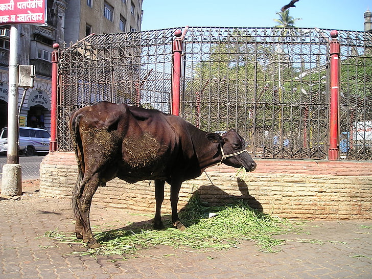 Santa, vaca, ganado, India, Mumbai, Bombay
