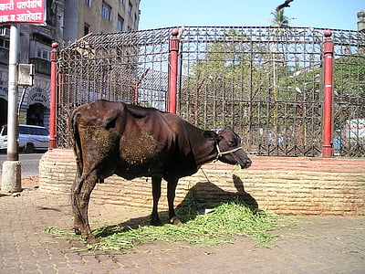 Svätý, krava, hovädzí dobytok, India, Mumbai, Bombay