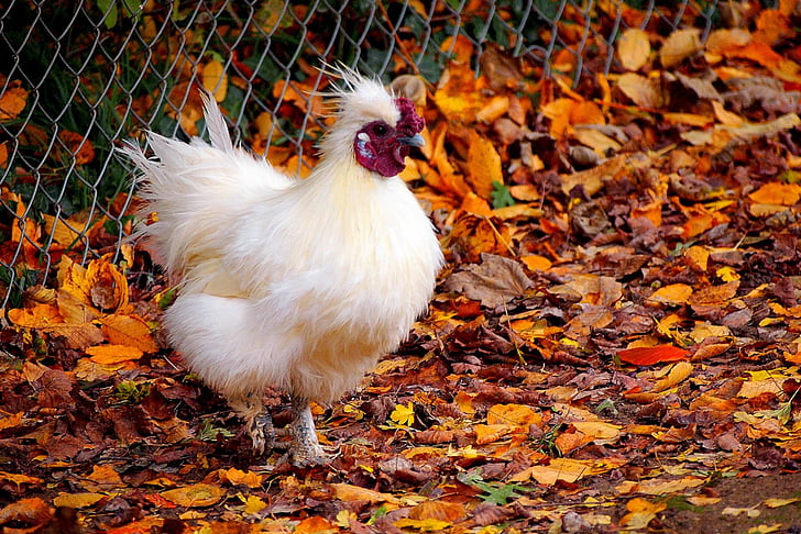 nature, fall, autumn, bird, outdoors, rooster, chicken