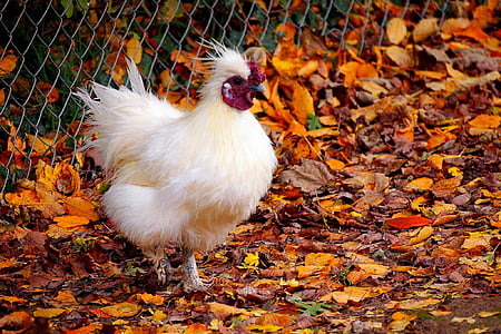 priroda, jesen, jesen, ptica, na otvorenom, pijetao, piletina