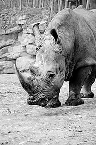 Rhino, witte neushoorn, neushoorn, Pachyderm, groot wild, Hoorn, s w
