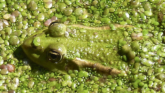 frog, toad, nature, animal, high, water, close