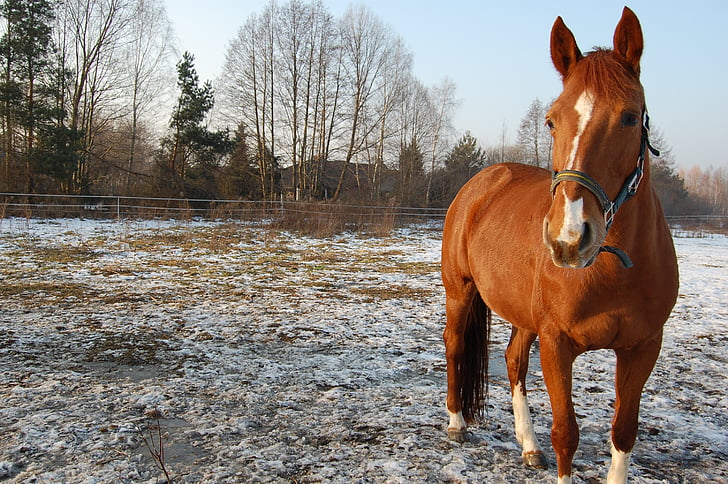 ngựa, mùa đông, đất đồng cỏ, tuyết, cây