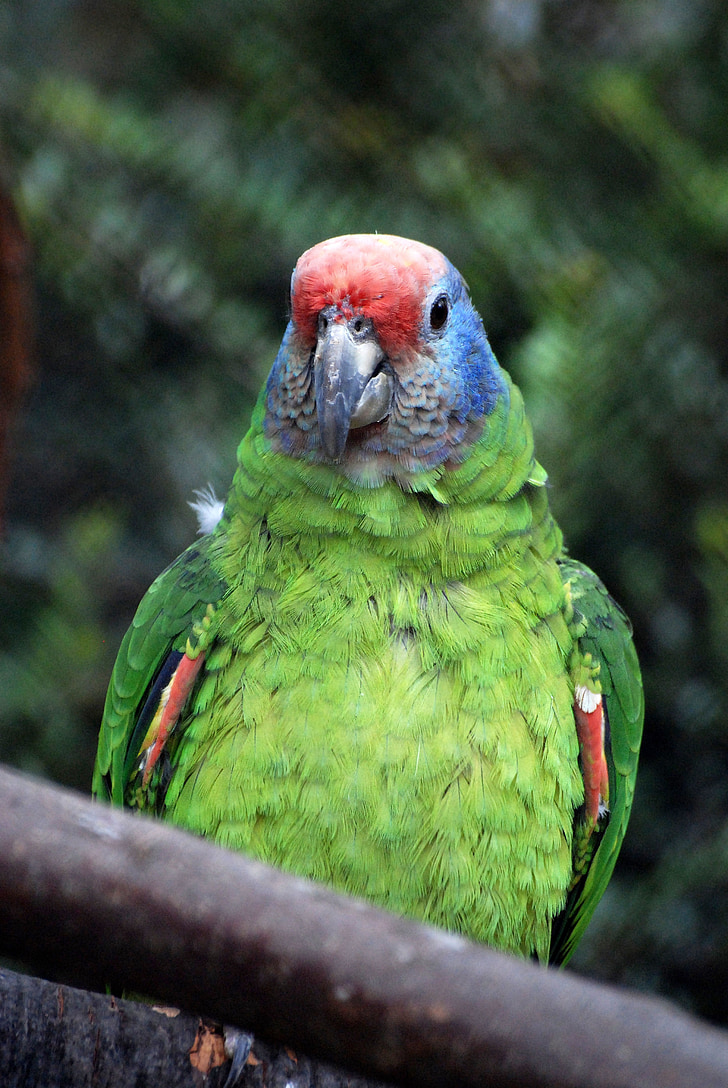 papagáj, vták, farebné, pierko, Tropical, exotické, Zelená